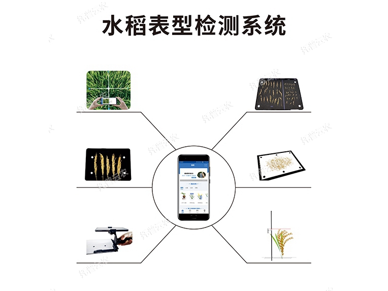 水稻表型檢測系統